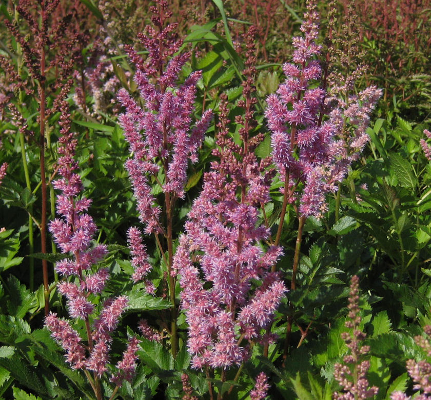 Maggie Daley Astilbe | Natorp's Online Plant Store